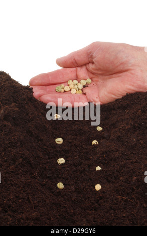 Hand, die Erbse Saat in den Boden Stockfoto