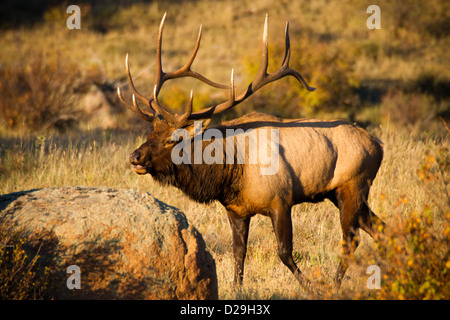 Ein Stier Elch wacht über seinen Harem im Sonnenlicht der goldenen Stunde während der jährlichen Brunft in Colorado Stockfoto