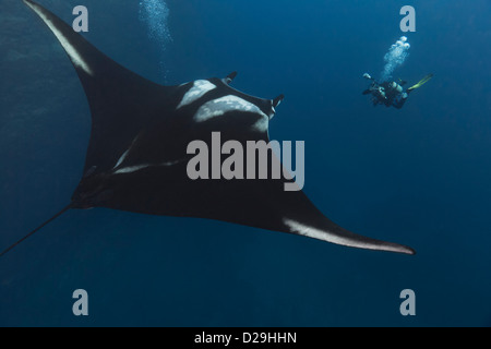 Riesige ozeanische Mantarochen, fotografiert im Wasser Weg von Archipielago de Revillagigedo, Mexiko Punta Tosca Tauchplatz Stockfoto