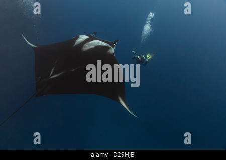 Riesige ozeanische Mantarochen, fotografiert im Wasser Weg von Archipielago de Revillagigedo, Mexiko Punta Tosca Tauchplatz Stockfoto