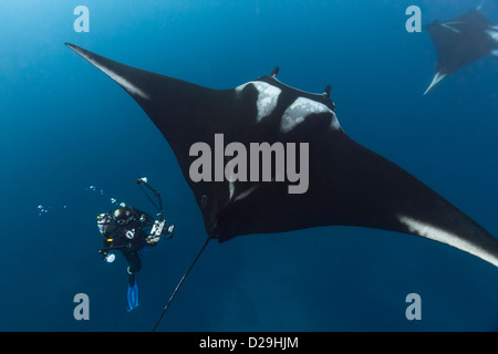 Riesige ozeanische Mantarochen, fotografiert im Wasser Weg von Archipielago de Revillagigedo, Mexiko Punta Tosca Tauchplatz Stockfoto