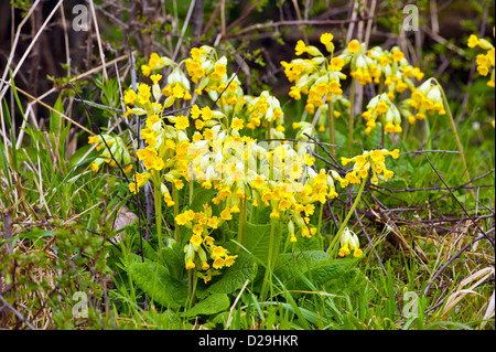 WILDEN SCHLÜSSELBLUMEN [PRIMULA VERIS] IN WALES Stockfoto