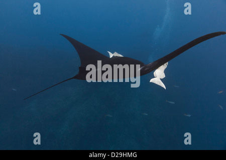 Riesige ozeanische Mantarochen schwimmen über dem Riff Archipielago de Revillagigedo, Mexiko Punta Tosca Tauchplatz, Rocio del Mar Stockfoto