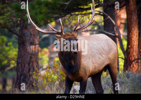 Ein Stier Elch bugles während der jährlichen Brunft in Rocky Mountain Nationalpark, Colorado Stockfoto