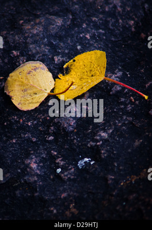 Aspen Blätter bilden einen starken Kontrast gegen die Texturen von einem Felsen in Colorado im Herbst Stockfoto