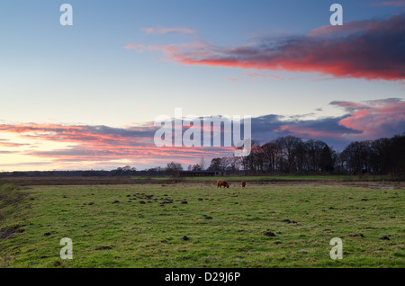 Schottisch (Highland Cattle) Vieh auf der Weide bei Sonnenuntergang Stockfoto