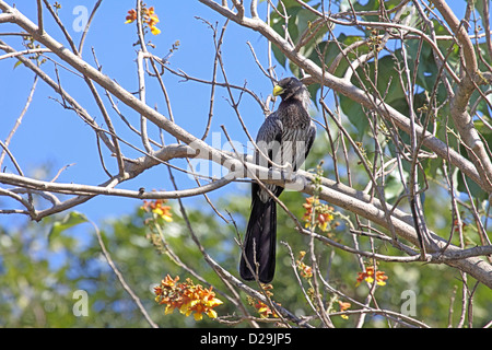 Westliche graue Wegerich Esser in Gambia Stockfoto