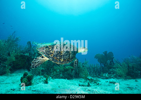 Unechte Karettschildkröte (Caretta Caretta) Unterwasser, Bayahibe, Dominikanische Republik Stockfoto