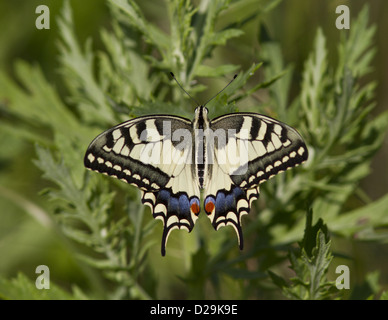 Schwalbenschwanz Fütterung auf einer Sommerwiese. Stockfoto