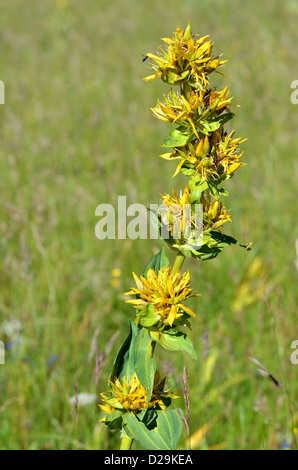 Heilpflanze große gelbe Enzian (Gentiana Lutea) in den französischen Alpen Stockfoto
