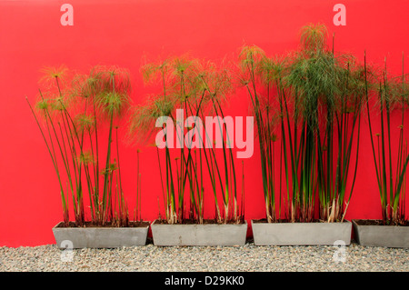 Papyrus gegen rote Wand Stockfoto