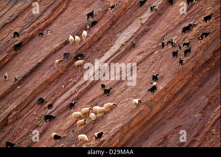 SCHAF UND ZIEGE HERDEN ÜBERQUEREN UND BEWEIDUNG AUF EIN STEILEN FELSEN STEHEN IN MAROKKO Stockfoto