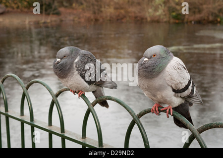 Ein paar wilde Tauben thront auf einem Geländer neben Finsbury Park See zum Bootfahren, Winter. Stockfoto