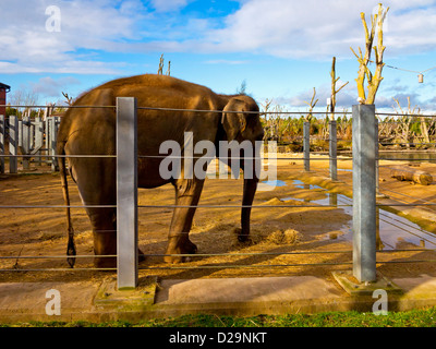 Asiatische oder asiatischer Elefant Elephas Maximus in Gefangenschaft bei Twycross Zoo Leicestershire England UK Stockfoto