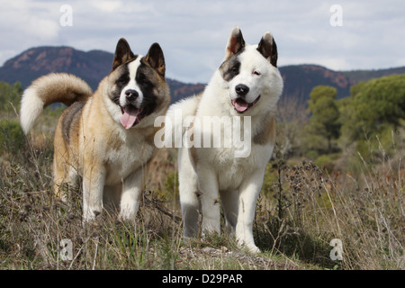 American Akita Hund / großer japanischer Hund zwei Erwachsene stehen auf einer Wiese Stockfoto