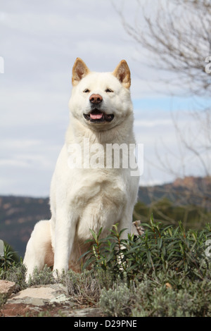 American Akita Hund / großer japanischer Hund Erwachsenen sitzen Stockfoto