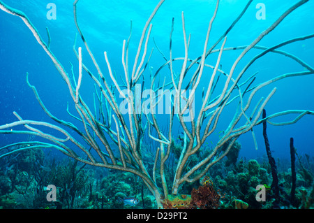 Weichkorallen Unterwasser, Bayahibe, Dominikanische Republik Stockfoto