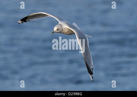 Erwachsenen Winter gemeinsame Gull Larus Canus Shetland, Scotland UK Stockfoto