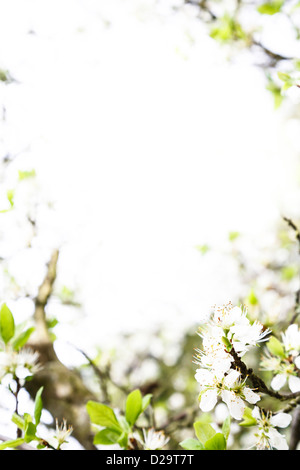 Apfelbaum Blüte mit vielen textfreiraum ideal für eine Vorlage oder ein Grenze Stockfoto