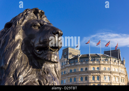 Löwen in Trafalgar Square, London, England, UK - mit Union Jack Fahnen hinter Stockfoto