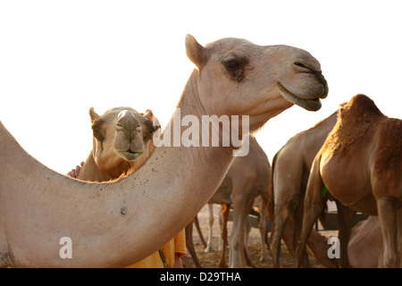 Abu Dhabi, Vereinigte Arabische Emirate, Kamelfarm in der Wüste von Abu Dhabi Stockfoto