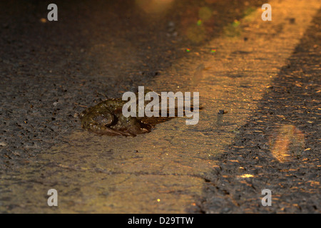 Gemeinsamen Kröte, Bufo Bufo, Überquerung der viel befahrenen Hauptstraße mit Verkehr Stockfoto