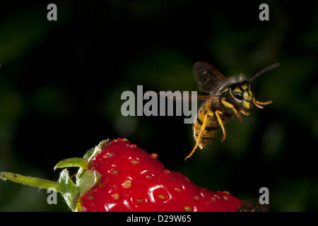 Gemeinsamen Wespe im Flug, Vespula vulgaris Stockfoto