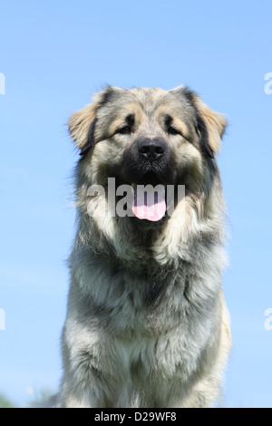 Sarplaninac Hund / jugoslawischen Schäfer / Charplaninatz Erwachsenen Porträt Stockfoto