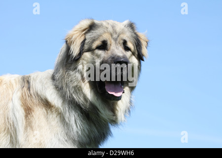 Sarplaninac Hund / jugoslawischen Schäfer / Charplaninatz Erwachsenen Porträt Stockfoto