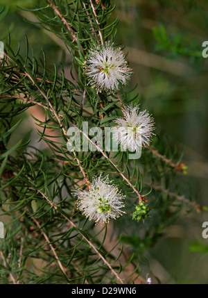 Coastal Honig Myrte, Melaleuca Acerosa, Myrtaceae, Western Australia. Stockfoto