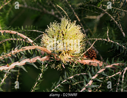 Coastal Honig Myrte, Melaleuca Acerosa, Myrtaceae, Western Australia. Stockfoto