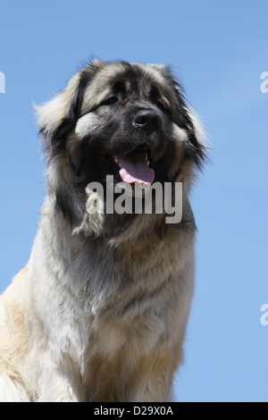 Sarplaninac Hund / jugoslawischen Schäfer / Charplaninatz Erwachsenen Porträt Stockfoto