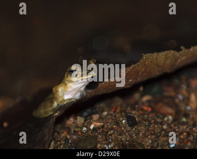 Regen Grasfrosch (Craugastor Fitzingeri). Bahia Drake. Costa Rica Stockfoto