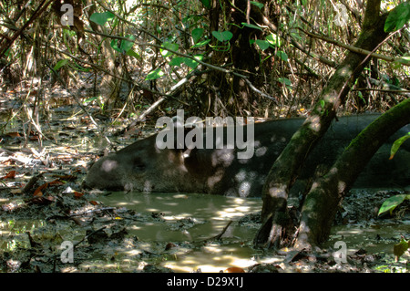 Baird Tapir (Tapirus Bairdii) in einem Mudpool schlafen. Corcovado Nationalpark. Costa Rica. Stockfoto