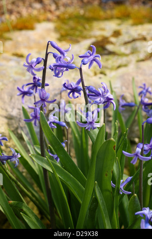 Gemeinsamen Hyazinthe, Garten-Hyazinthe oder niederländischen Hyazinthe Hyacinthus Orientalis, Hyacinthaceae. Stockfoto