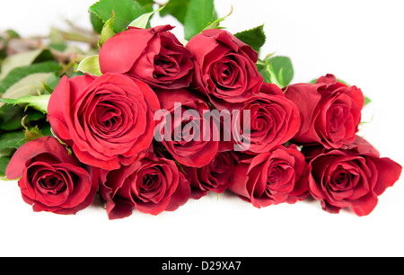 12 rote Rosen auf weißem Hintergrund. Stockfoto