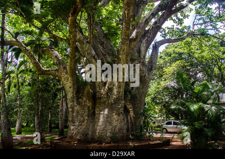 Baobab im Park Stockfoto