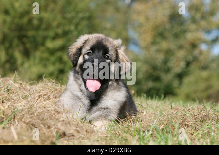 Sarplaninac Hund / jugoslawischen Schäfer / Charplaninatz Welpen liegen im Stroh Stockfoto