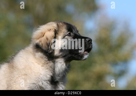 Sarplaninac Hund / jugoslawischen Schäfer / Charplaninatz Welpen Porträt Profil Stockfoto