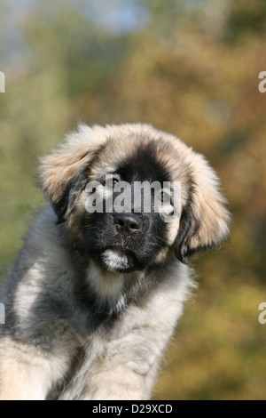 Sarplaninac Hund / jugoslawischen Schäfer / Charplaninatz Welpen Porträt Stockfoto