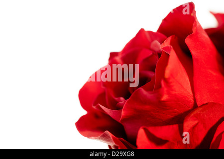 Eine Nahaufnahme von einer einzelnen roten Rose auf weißem Grund. Stockfoto