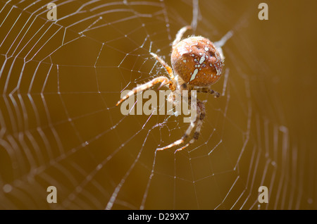 Kreuz Orbweaver, europäischen Garten Spinne im Netz / Araneus Diadematus