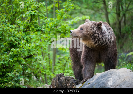 Braunbär (lat. Ursus Arctos) Stainding im Wald Stockfoto