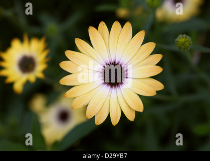 Afrikanische oder Cape Daisy, Osteospermum "Buttermilch", Asteraceae. Kap-Provinz, Südafrika. Stockfoto