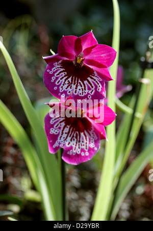 Stiefmütterchen-Orchideen oder Miltoniopsis Orchideen Orchidaceae. Stockfoto