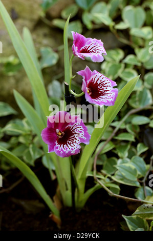 Stiefmütterchen-Orchideen oder Miltoniopsis Orchideen Orchidaceae. Stockfoto