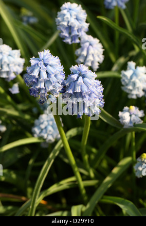 Grape Hyacinth, Pseudomuscari Chalusicum, Hyacinthaceae. Iran. Stockfoto