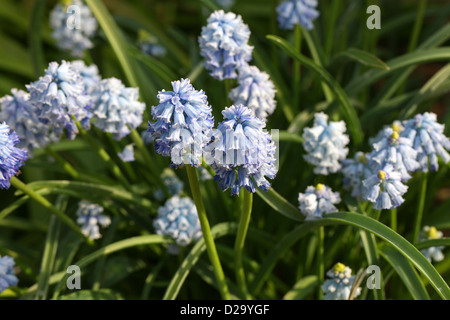 Grape Hyacinth, Pseudomuscari Chalusicum, Hyacinthaceae. Iran. Stockfoto