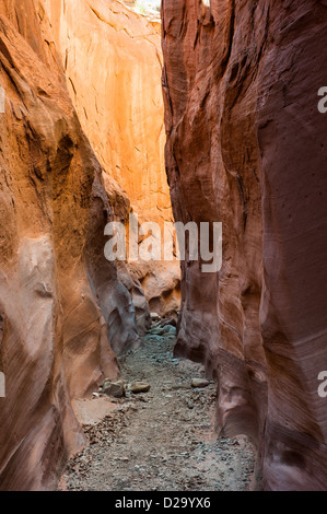 Trocknen Sie, Gabel Slotcanyon, Freitreppe Nationaldenkmal, Escalante, Utah, usa Stockfoto