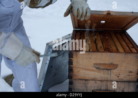 Imker beginnt Bienenkorb für den Winterdienst, mit einem Bienenkorb-Werkzeug oben abhebeln arbeiten. Stockfoto